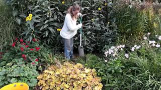 Achillea lifting and splitting in autumn  Burncoose Nurseries [upl. by Vance144]