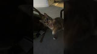 Autumn vs Spaghetti 🍝 catvideos cat catfails cutepets funnycats [upl. by Nitnerb2]