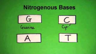 332 State the four bases in DNA [upl. by Aneis]