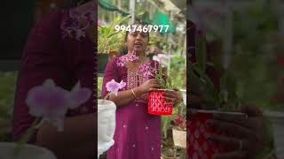 250 രൂപക്ക് Miniature Orchid  Anju‘sgarden  RPerunad  Pathanamthitta [upl. by Arriec]