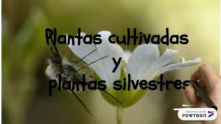 Plantas Cultivadas y Plantas Silvestres [upl. by Girvin]