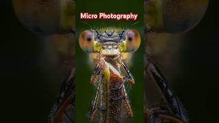 Deep PhotographyMicro PhotographySmall Insect Photography nature insects photography [upl. by Nosiddam]