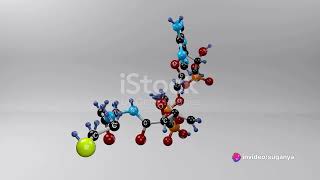 Fatty Acid synthesis [upl. by Ahseiym]