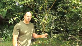 How to Grow Osage Orange Trees [upl. by Aligna103]