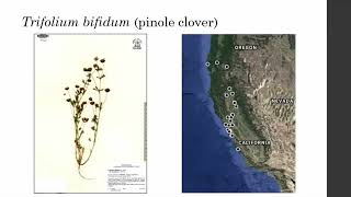 quotA Taxonomic Analysis of the Trifolium Gracilentum Species Complexquot by Lauren Rogers [upl. by Pace]