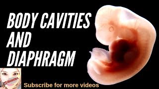 Special embryology  Body cavities and diaphragm [upl. by Eudosia]