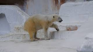 小雪舞うイッちゃん（Шилка）のおやつタイム 20180126 天王寺動物園のホッキョクグマ [upl. by Pleasant]