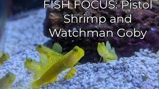 Fish Focus Pistol Shrimp and Watchman Goby Best Nano Saltwater Reef Fish [upl. by Hserus]