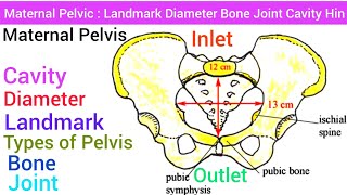 Maternal Pelvic  Anatomy Structure Landmark Diameter Inlet Outlet Cavity Bone Joint Types [upl. by Smukler]