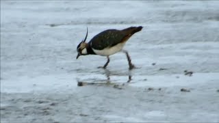 Kiebitz  Vanellus Vanellus  Lapwing  Peewit  Vogel Bird Vogelbeobachtung Birding [upl. by Grannie487]