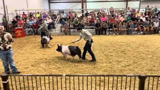 2024 Greene County Fair Crossbred Market Barrow Final Drive Judged by Ryan Rash [upl. by Esinart896]