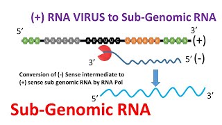 Sub Genomic RNA  RNA Virus  How sgRNA originated [upl. by Garik]