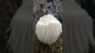 Lions Mane Hericium erinaceus Bearded hedgehog Many health benefits nature fungus foraging [upl. by Neelehtak]