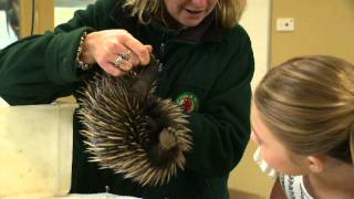 Echidna segment  All About Animals TV Showmov [upl. by Adelheid]