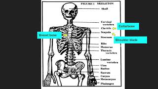 Huesos del cuerpo en inglés [upl. by Omle]