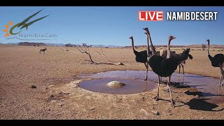 Namibia Live stream in the Namib Desert [upl. by Jodoin]