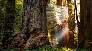 Suzanne Simard  Mother Trees and the Social Forest [upl. by Hplodnar244]