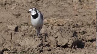 Codobatură albă Motacilla alba [upl. by Soelch13]