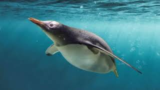 Facts About Gentoo Penguin [upl. by Rancell552]