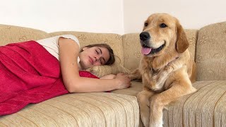 What Does a Golden Retriever do when He Finds His Owner Sleeping [upl. by Anauqcaj]