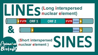 LINEs and SINEs  Poly A retrotransposon  Genetic organization of LINE and SINE  Mol bio [upl. by Inavihs]