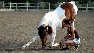 Tuto N°6 ★ Apprendre la révérence a son cheval à pied [upl. by Heurlin904]