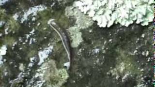 🐝 Encounter with BloodSucking Japan Mountain Leech  Real Japan Monsters  日本の山ヒルによる吸血遭遇  日本のモンスター [upl. by Merdith]