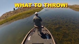 Mastering Bass Fishing in Weeds Strategies for Effective Angling  Bass Fishing [upl. by Faith5]