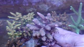 Acropora tenuis premiumindo coral gandalf [upl. by Sedecrem]