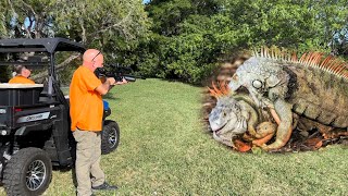 Fighting Red Alpha iguanas take over Gated Community Hired to Remove Them [upl. by Champagne]