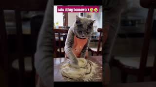 cats doing housework funny comedyfilms comedy [upl. by Oran]