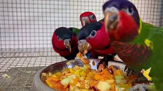 All Baby Lories Feeding  Breeding Results  Gift Of Flight  Indian Aviculture [upl. by Eniarda]