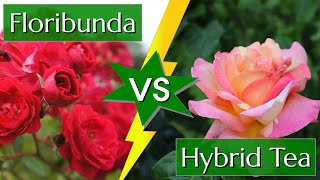 Difference Between Hybrid Tea and Floribunda Roses [upl. by Cardew707]