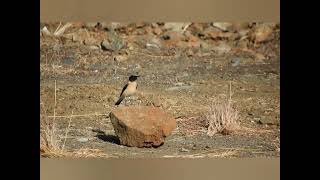 Blackeared Wheatear birds birdwatching lesvos mytilene greece hellas aegean [upl. by Brockie]