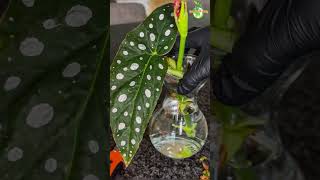 Houseplant Water Propagation  Begonia Maculata houseplant begonia thegreenearth [upl. by Yddor]