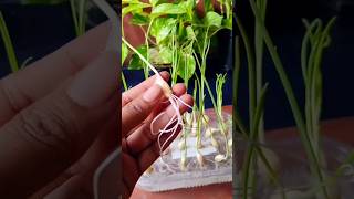 How to grow garlic plants without soil in water for leaves at home 🌱garlic plants garden shorts [upl. by Nonie]