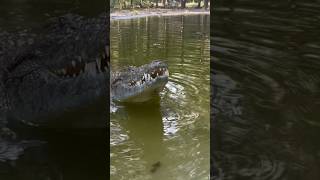 Croc coming in hot crocodile wildlife Nilecroc￼ [upl. by Caldeira]