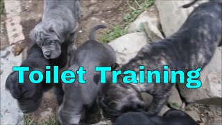 Morning Toilet Training amp Raising Neapolitan Mastiff Puppies [upl. by Quartana]