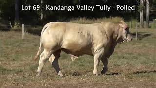 Lot 69 Kandanga Valley Tully  Polled Charbray  Selling 3rd August 2024 [upl. by Fakieh]