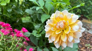 How to root Dahlia cuttings ￼ and a surprise guest ￼ [upl. by Yenots744]