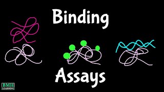 Binding Assays  Ligand Binding Assays [upl. by Nydroj664]