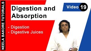 Digestion and Absorption  NEET  Digestion  Digestive Juices  Neela Bakore Tutorials [upl. by Brita927]