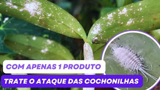 COMO TRATAR ATAQUE DE COCHONILHAS NAS ORQUÍDEAS USANDO DETERGENTE [upl. by Otho]