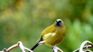 Dawn Chorus with the Bellbird amp Tūī  NZ HD [upl. by Assirk]