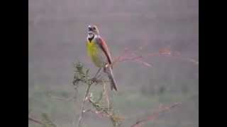 Dickcissel Singing [upl. by Buonomo]