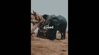 The Rise of Tuskless Elephants Evolution in Action elephant evolution wildlife conservation [upl. by Nnayd477]