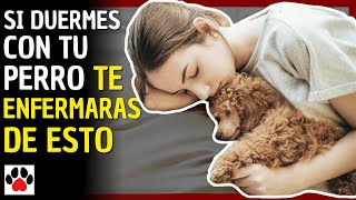 10 ENFERMEDADES que se Provocan al Dormir con Perros [upl. by Nnylf73]