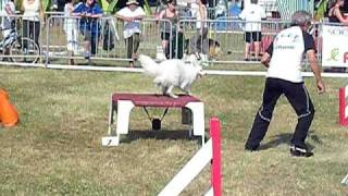 UNAU Volpino Italiano manche 1 agility cat B [upl. by Laise]