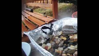 Chickadee tweeting in the birdbath whospeaksbird [upl. by Nylaret]