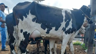 Feira de vaca de leite em Dois Riachos AL 21022024nordeste [upl. by Etteniotnna281]